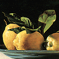 Nava: Still Life with Five Lemons 